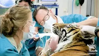 Sumatran Tiger Health Check at Taronga Zoo Sydney
