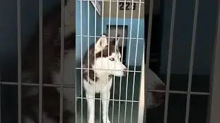 A5680348 Franco in kennel