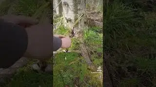 Якорь для дерева с корделетом