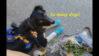 I took my service dog to a pet friendly market #lifewithaservicedog #farmersmarket