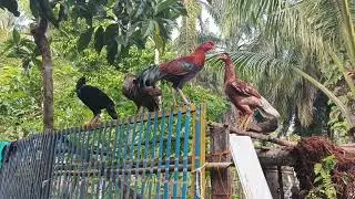 Ayam bangkok di kampung pinggir hutan rawatan full umbaran