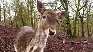 Marselisborg Deer Park, Aarhus Denmark