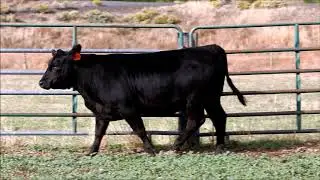 Oregon Angus Online Select Sale-Lot #12