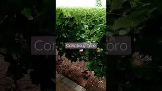 ⚡️🇨🇱 Concha y Toro en Chile