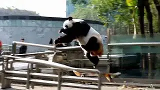 Panda Skiing  😂😂 #haha #funny #funnyjokes #ai #panda #skiing #skiingseason