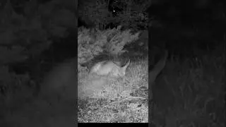 Is this considered to be eating in bed?! #deer #whitetaildoe #shorts #wildlife #trailcamera