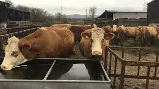 Visiting Home Farm in real life (Banwell Somerset UK)