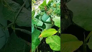 #terrace #gardeningvideo #youtube #gardenvideo #shortsvideo