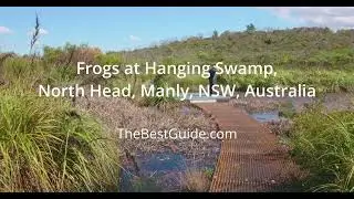 Rare, very loud FROG call chorus from numerous species at North Head, Manly, NSW, Australia.