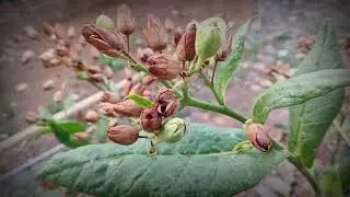 Aesthetic slow-motion video of tobacco plants flowering in the afternoon