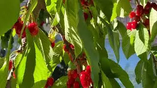 How Cherry tree in Canada - Cherry growing in backyard - 2021 - 2022 - 2023