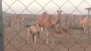 Camel Farm - Dubai