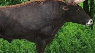 Scientists are attempting to bring back an enormous ancient cow