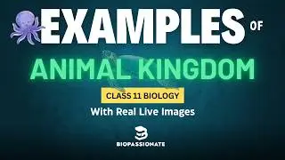 Examples of Animal Kingdom Chapter | Pictorial | Class 11 Biology | #ncertbio #biology #neet