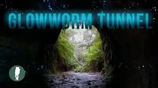 Glowworm Tunnel, Wollemi National Park, Newnes Plateau, Lithgow