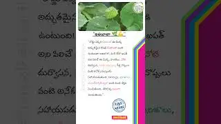 Atibala Benefits 🌿 | Atibala Powder Uses for Knee Pain, Constipation & Skin Care 🌱💪