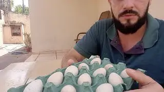 Mostrando como é feito nosso preparo para envio de ovos de Perdiz chukar.
