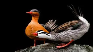 Torrent Duck