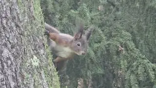 2025-12-16 LJUBLJANA Krajinski park Tivoli RODENTIA Sciurus vulgaris NAVADNA VEVERICA