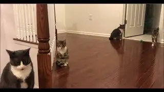 Cats Teach Kittens: How to Annoy Your Sister