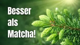 Fichte: gesünder als Matcha und Grüner Tee zusammen! Heimisches Superfood vor deiner Haustür 🌿