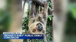 Elmwood Park Zoo introduces baby sloth named 'Beanie's Baby'