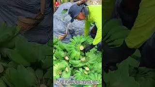 Banana Hook Cutter: Precision Cluster Trimming for Faster Field Sorting #smartfarming #gardeningtips