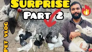 Surprise part 2 new pet brand new vlog Like subscribe 🤪😀