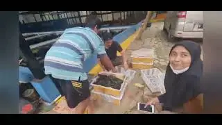 Jual Beli Lobster Air Tawar di BFC Mini Farm