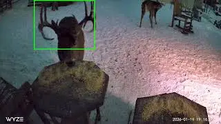 Half Rack and 10 point buck 
