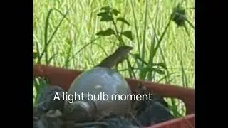 Lizard on a light bulb. 🦎. #lizards #floridawildlife#nature