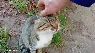 SOS LIFE HELP FOR ANIMALS!
