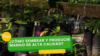 ¿Cómo sembrar y producir mango de alta calidad?- TvAgro por Juan Gonzalo Angel Restrepo