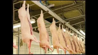 Brazil sets record for pork exports in 2025.