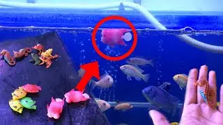 Fake Fish for aquarium / artificial fish/frog For Aquarium (cheap price)