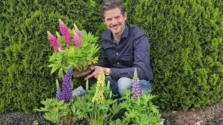 Game-changer alert! New 2024 introduction: Lupinus Lupinova&reg; series