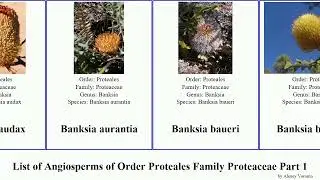 List of Angiosperms of Order Proteales Family Proteaceae Part 1 banksia adenanthos bella elegans