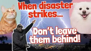🚨 Disaster Prep for Pets | What Every Owner Must Know to Protect Their Pets!