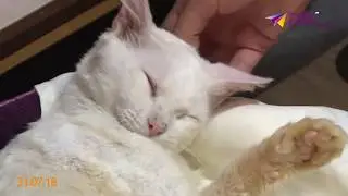 В Сочи появилось котокафе
