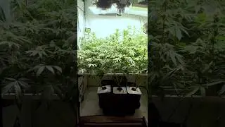 APPLE FRITTER 🍎IN HYDRO/AEROPONICS DAY 24 FLOWER (lumpys cut) #indoor #hydroponics #grow