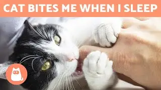 My CAT ATTACKS Me While I SLEEP 🐱🌌 (Causes and What to Do)