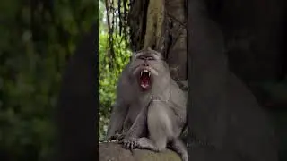 Monkey Yawning on top of a forest rock #nature #monkey #wildlife #yawn #forest #jungle #rock HA92401