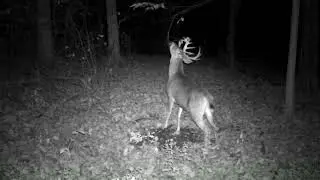 #wisconsin #whitetail #buckdeer leaving his scent on a branch.