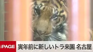 寅年前に新しいスマトラトラ来園　名古屋・東山動植物園