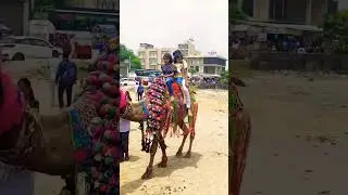 camel ride in Jaipur#Rajasthan#viral short
