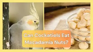 Can Cockatiels Eat Macadamia Nuts | Dr Cockatiel