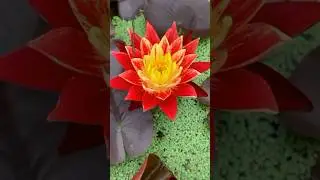 Lotus Flower #naturalflowers #trendingvideo #shorts