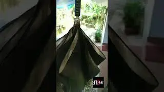 Stingless Queen bee - Extracting and saving a stingless honey bee colony to a good Wooden Hive