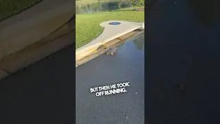 Эта черепаха убежала от нее 😂