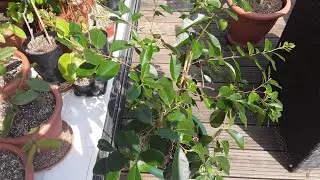 Strawberry guava growing UK,  Psidium Cattleianum #redstrawberryguava #cherryguava